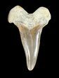 Cretoxyrhina Shark Tooth - Kansas #42953-1